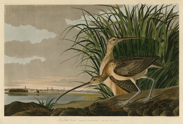 Long-Billed Curlew