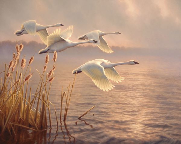 Elegant Migration