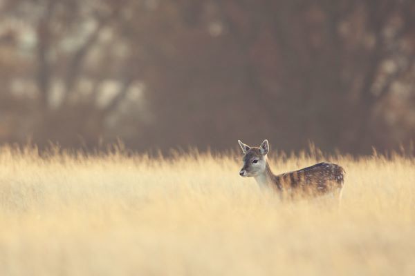 Small One