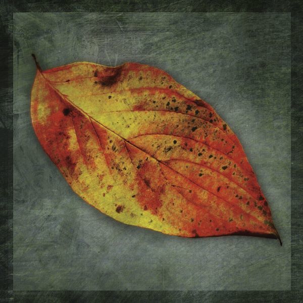 Dogwood Yellow