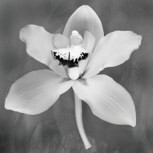 Orchid (b/w)