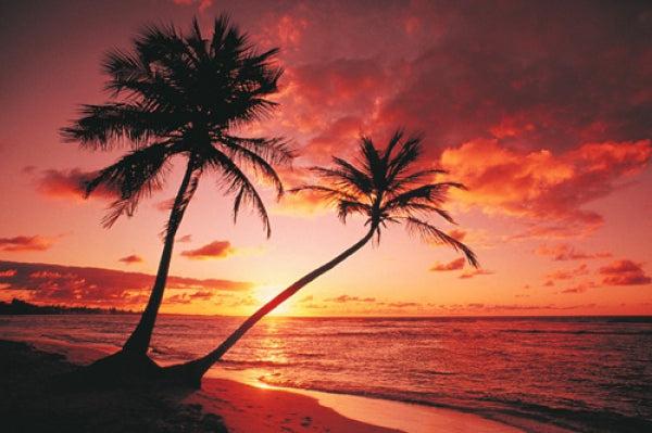 Tropical Beach - Sunset
