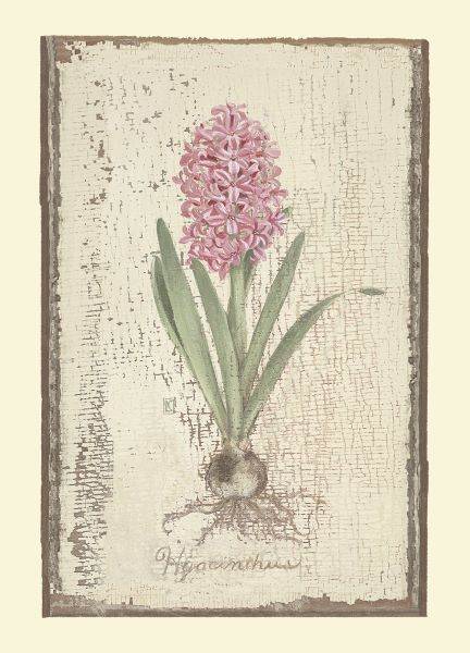 Pink Hyacinth