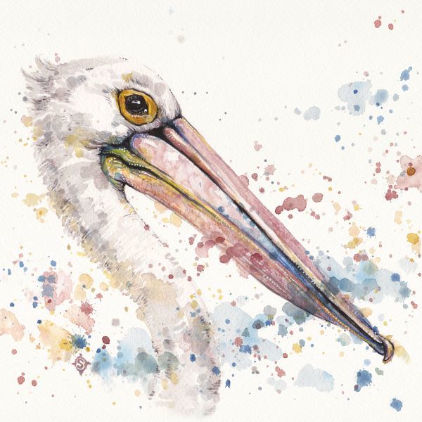 Pelicans About