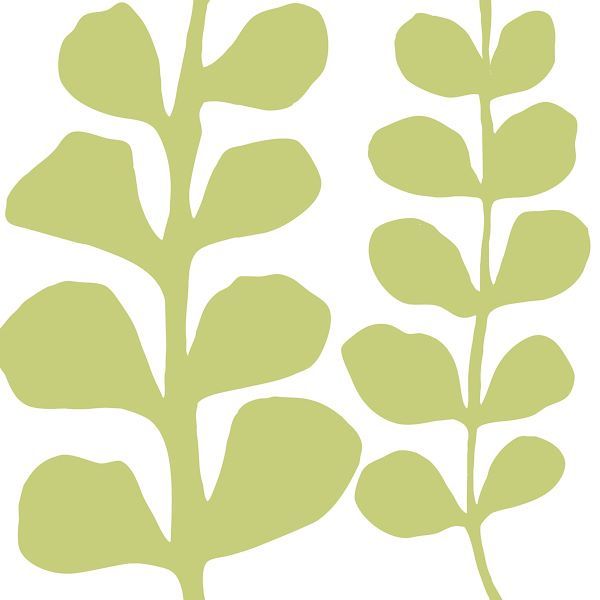 Green Fern on White