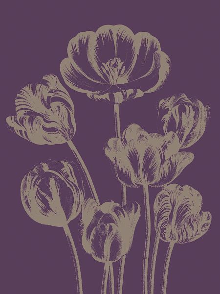 Tulip 13