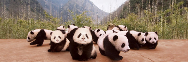 Panda Cubs