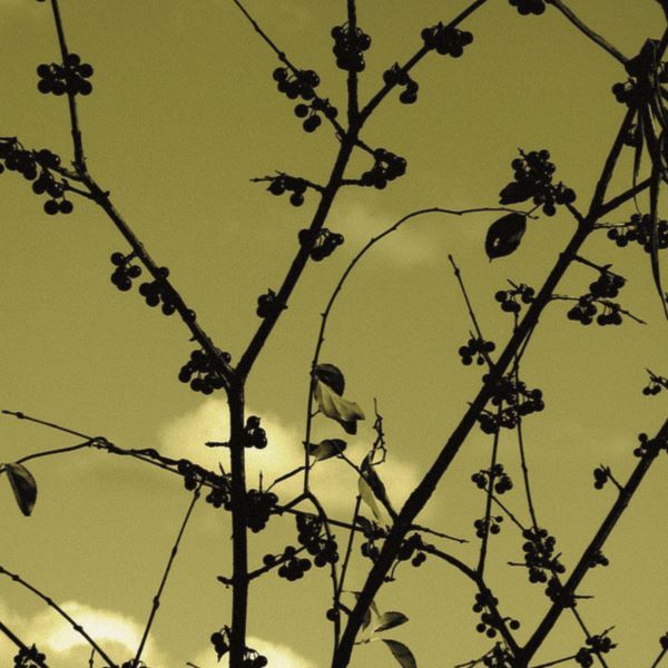 Autumn Branch (sepia) (detail)