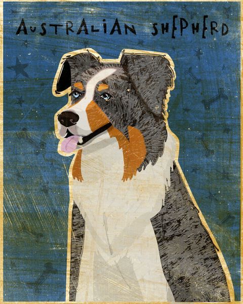 Australian Shepherd (Blue Merle)
