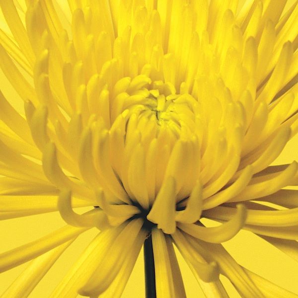 Yellow Mum 4