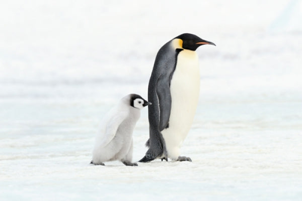 Penguin and Baby