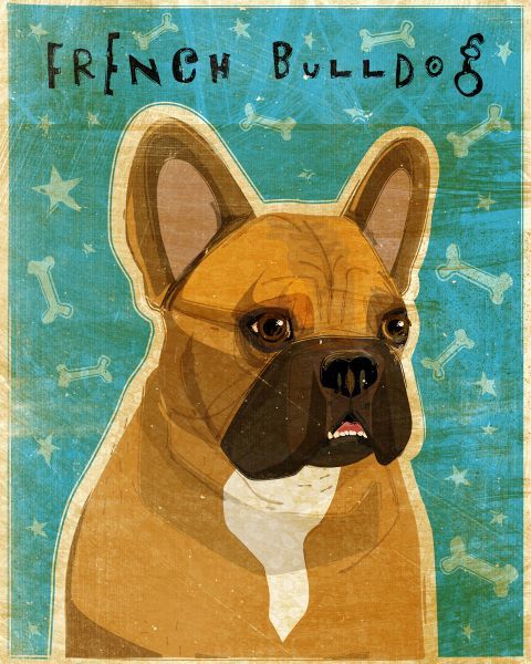 French Bulldog (Fawn & White)