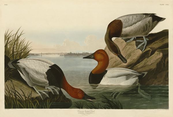 Canvas Backed Duck