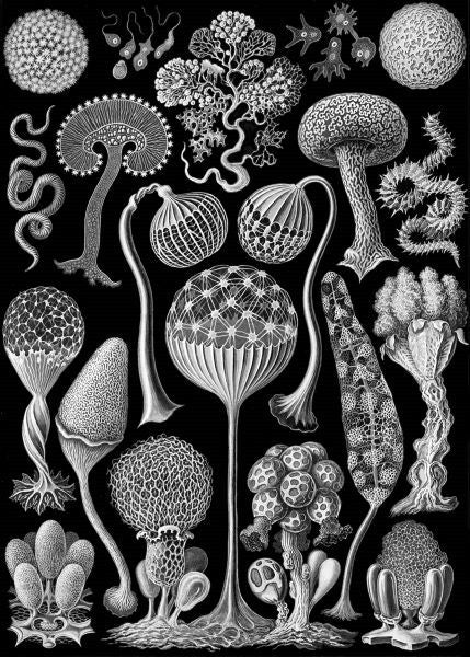 Microscopic Mycetozoa