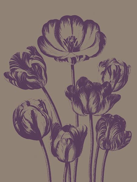 Tulip 14