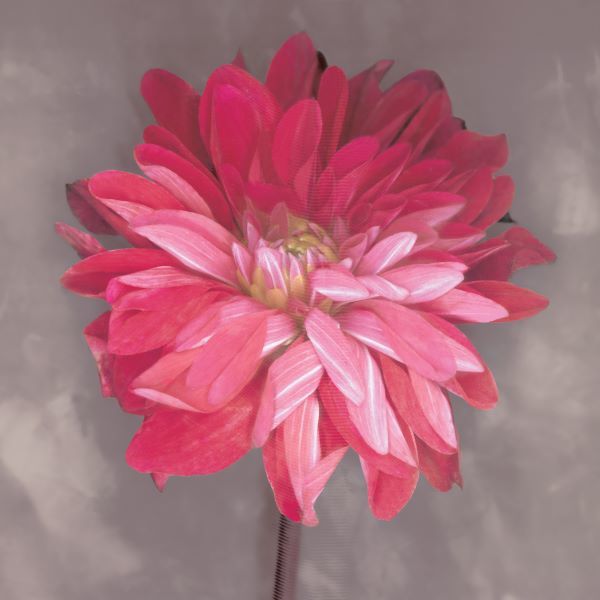 Pink Zinnia