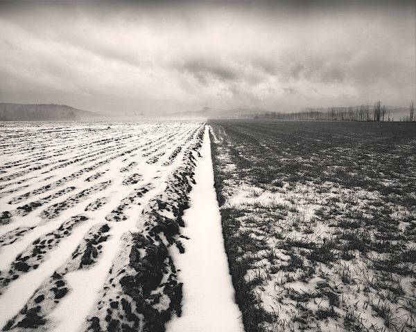 Stormy Field