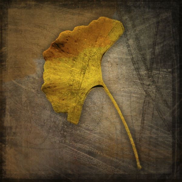 Gingko