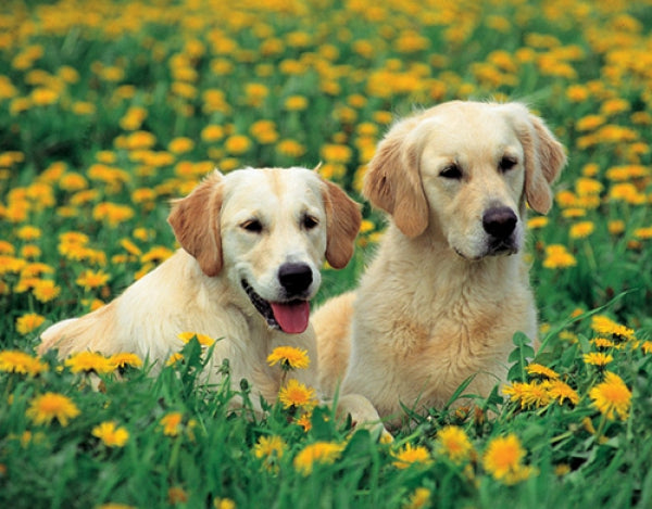 Dogs - Golden Retriever