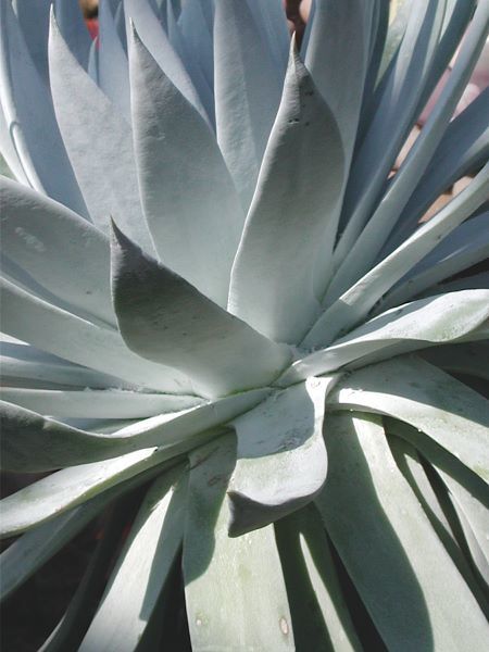 Cactus 1
