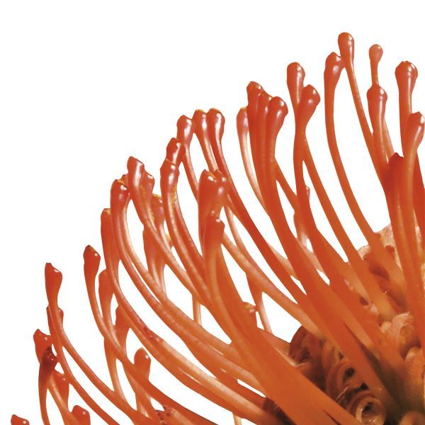 Orange Protea 4 (detail)