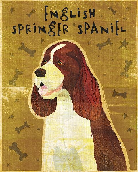 English Springer Spaniel