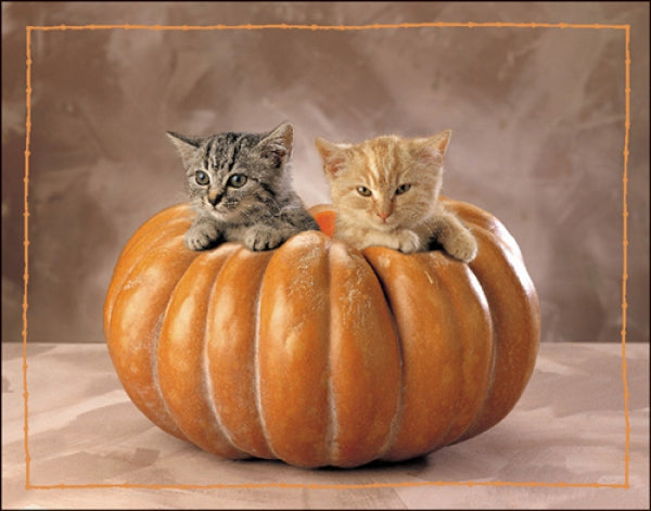 Kittens (Squash)