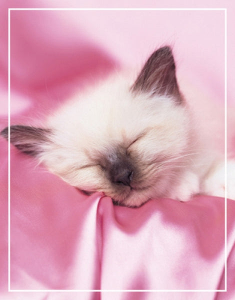 Kitten Sleeping