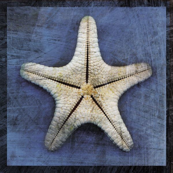 Armored Starfish Underside