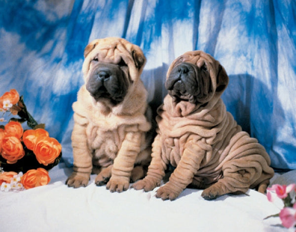 Dogs - Sharpei Pups