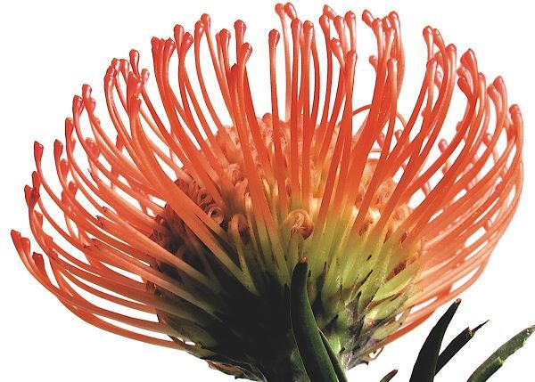 Orange Protea 3