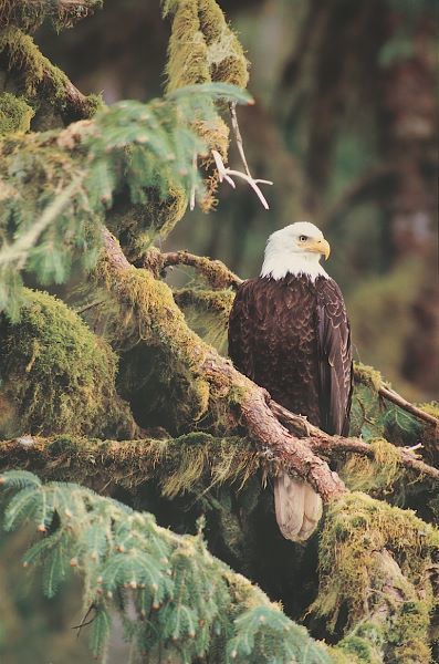 Silent Sentinel, Alaska