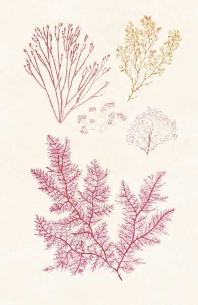 Algae 20