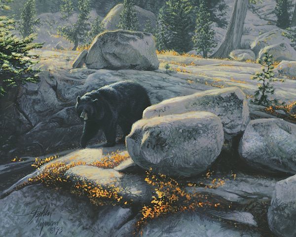 Boulder Bruin