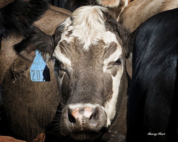 Cow