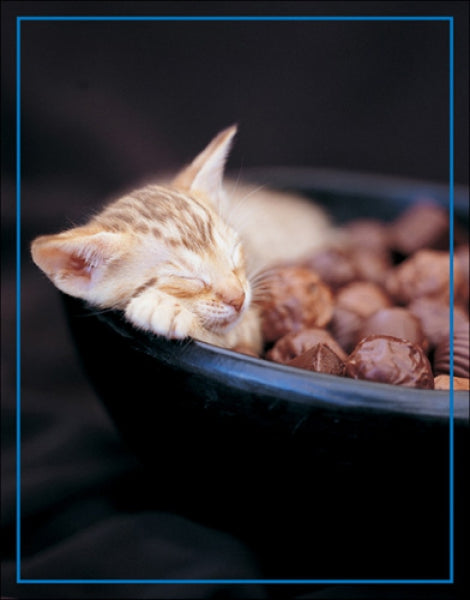 Kitten Sleeping In Bowl