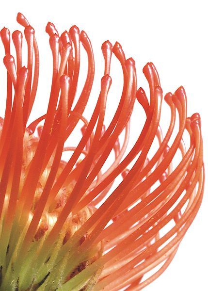 Orange Protea 5