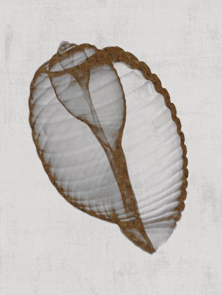 Banded Tun Shell