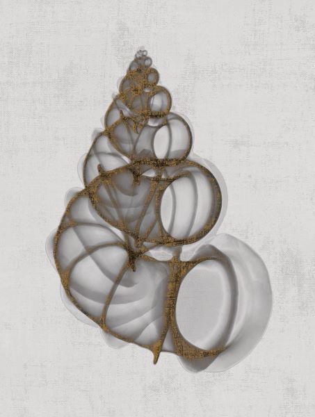 Wentletrap Shell