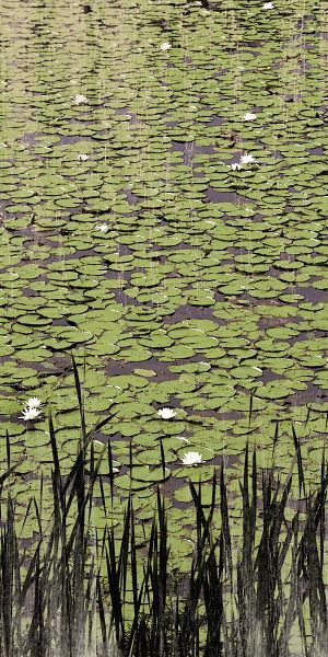 Lily Pond II