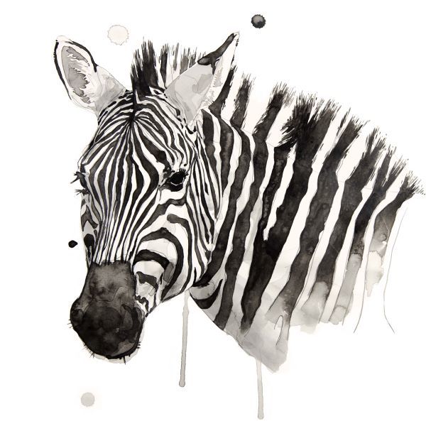 Zebra II