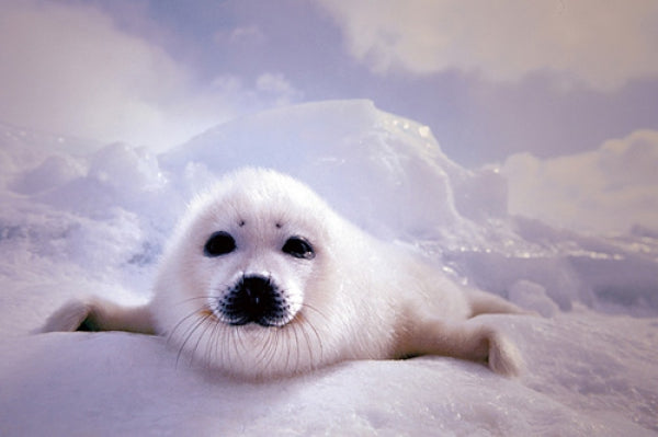 Seal Pup