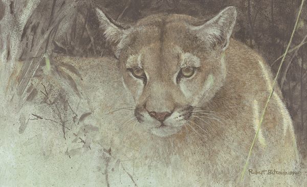 Tropical Cougar