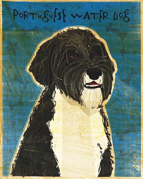 Portuguese Water Dog