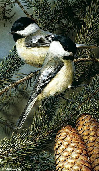 Chickadees
