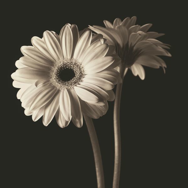 Gerber Daisies 1