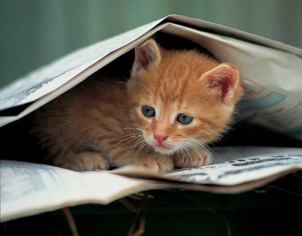 Kitten Under Newspaper