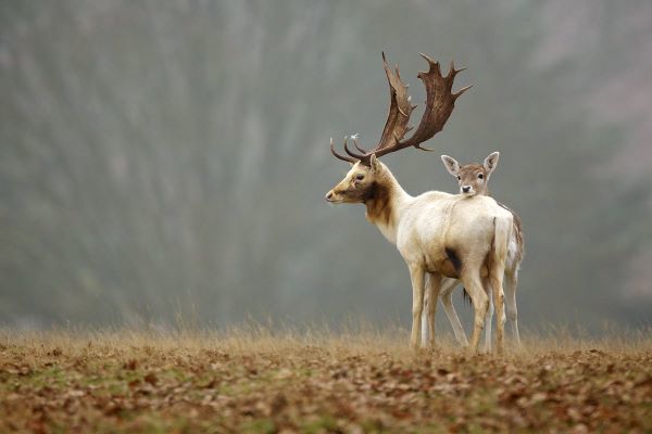 Fallow Love