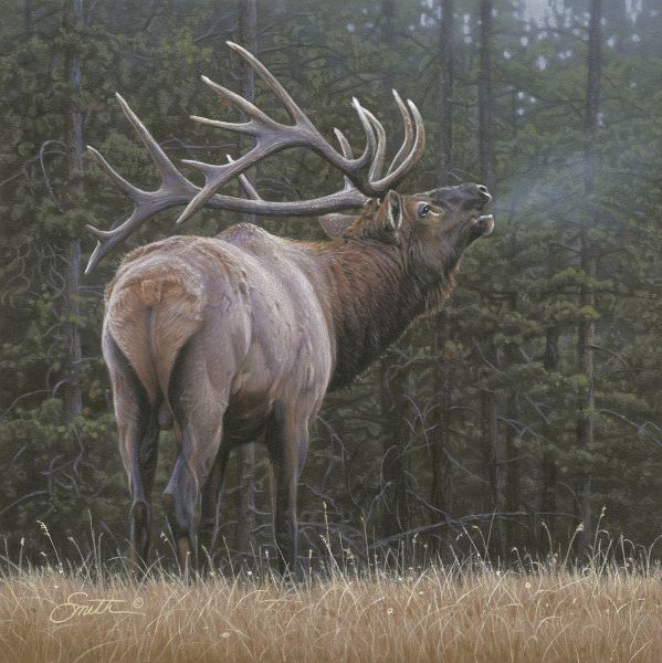 Broken Silence - Elk