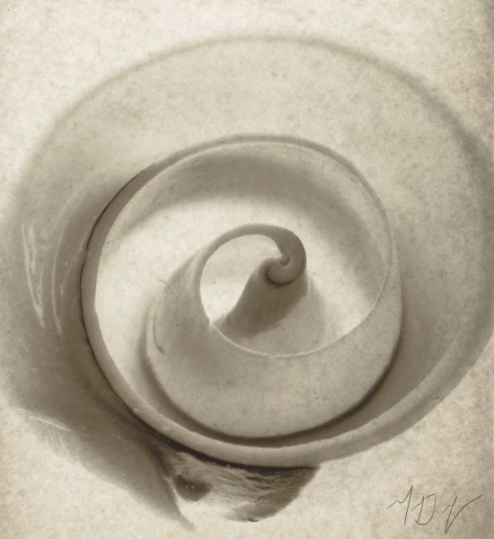 Cut Shell